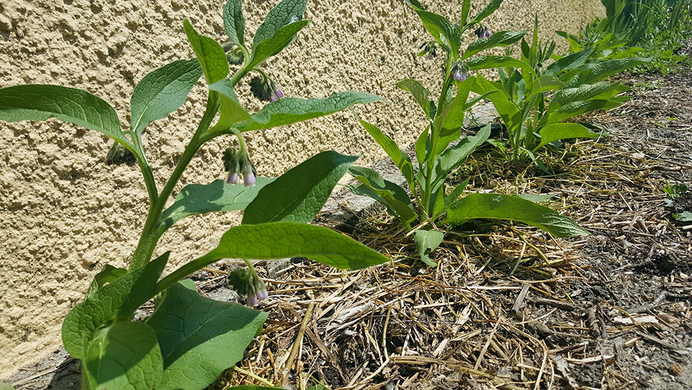 petit potager consoude fertilisant