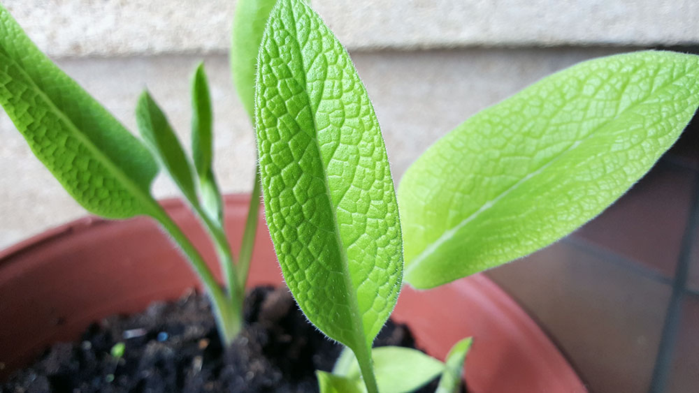 petit potager consoude feuilles
