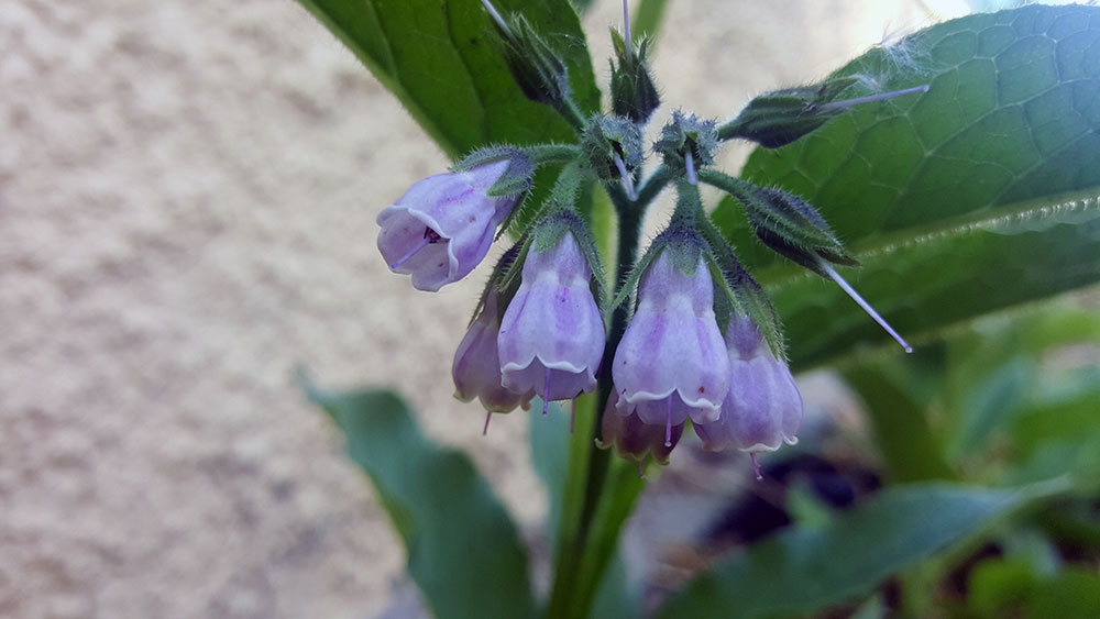 petit potager consoude fleurs