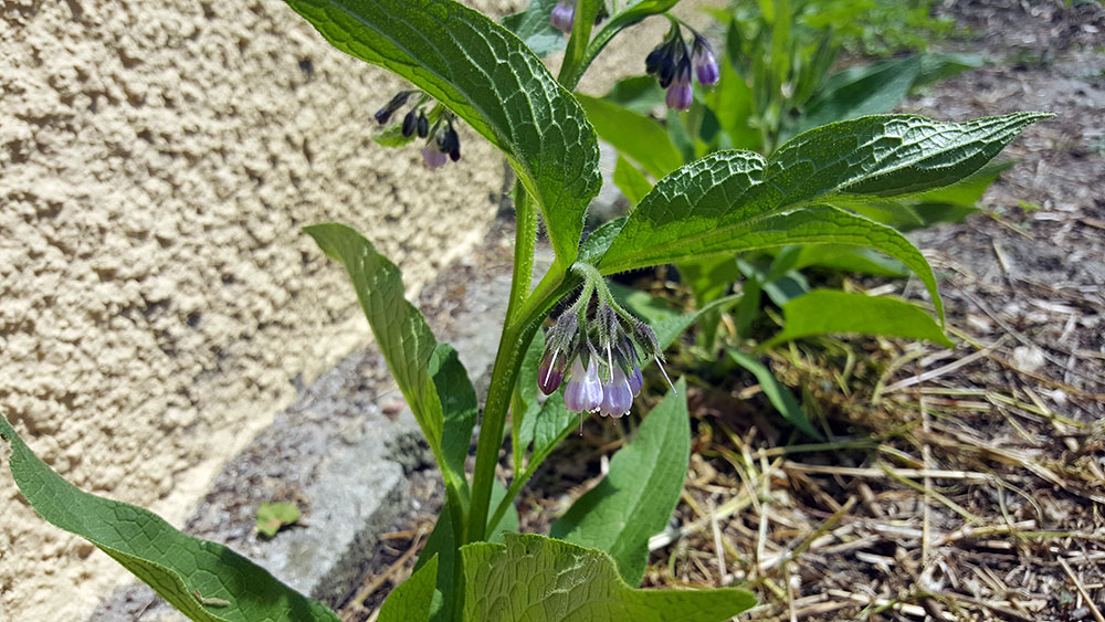 petit potager consoude