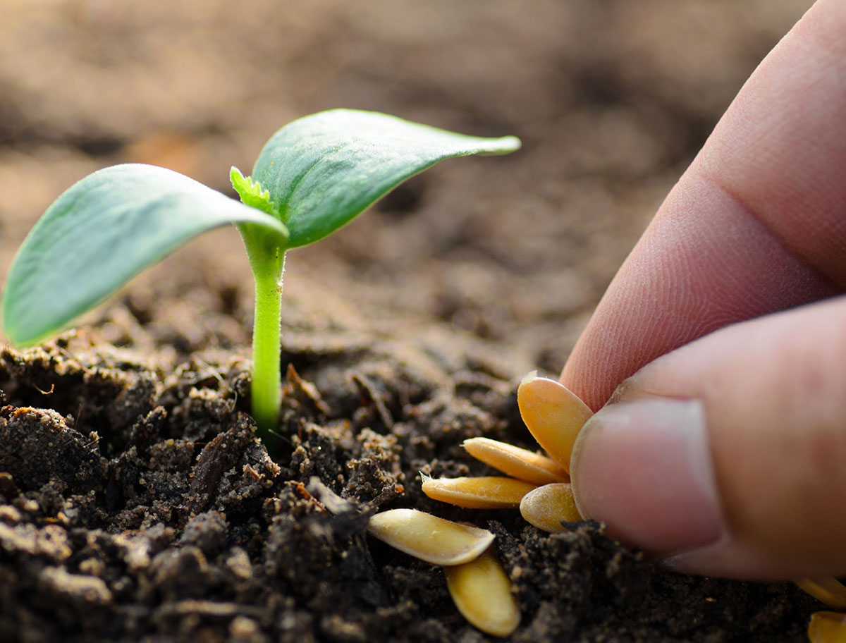 quand semer planter graines petit potager