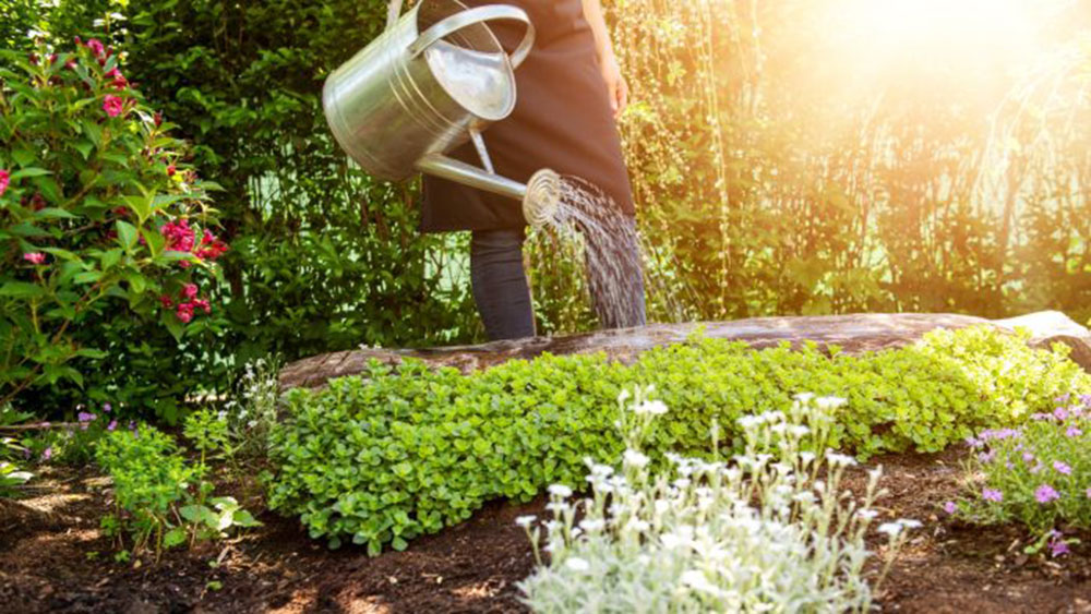 quand semer planter printemps petit potager