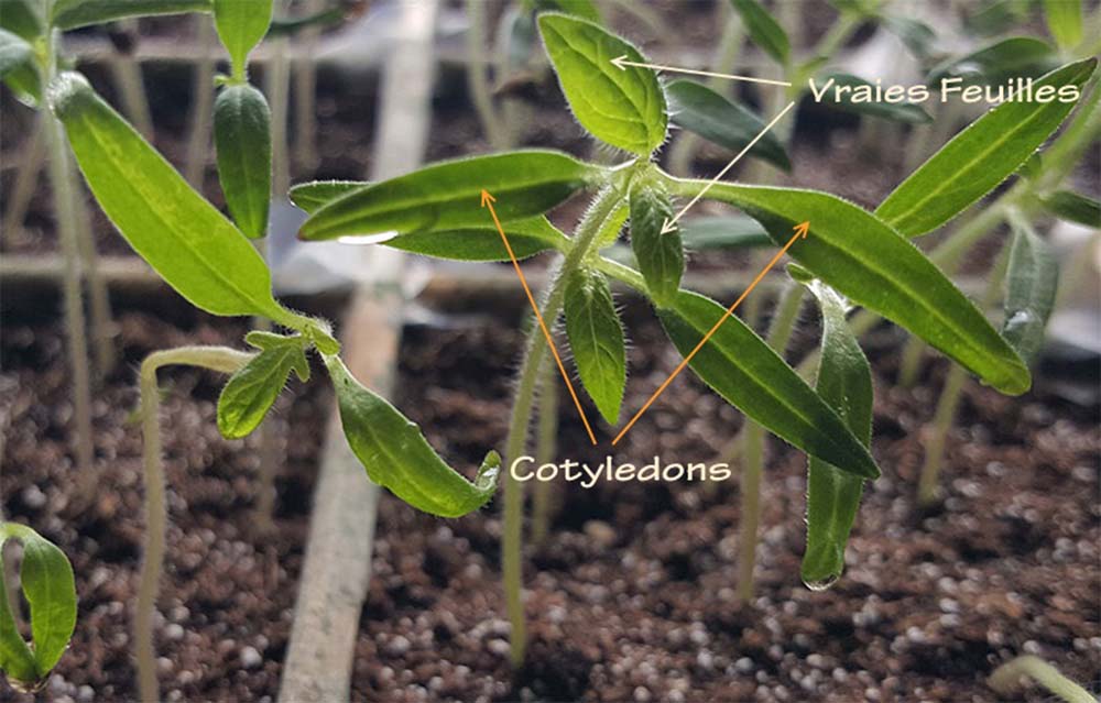 feuilles tomate cotyledons jardin potager bio