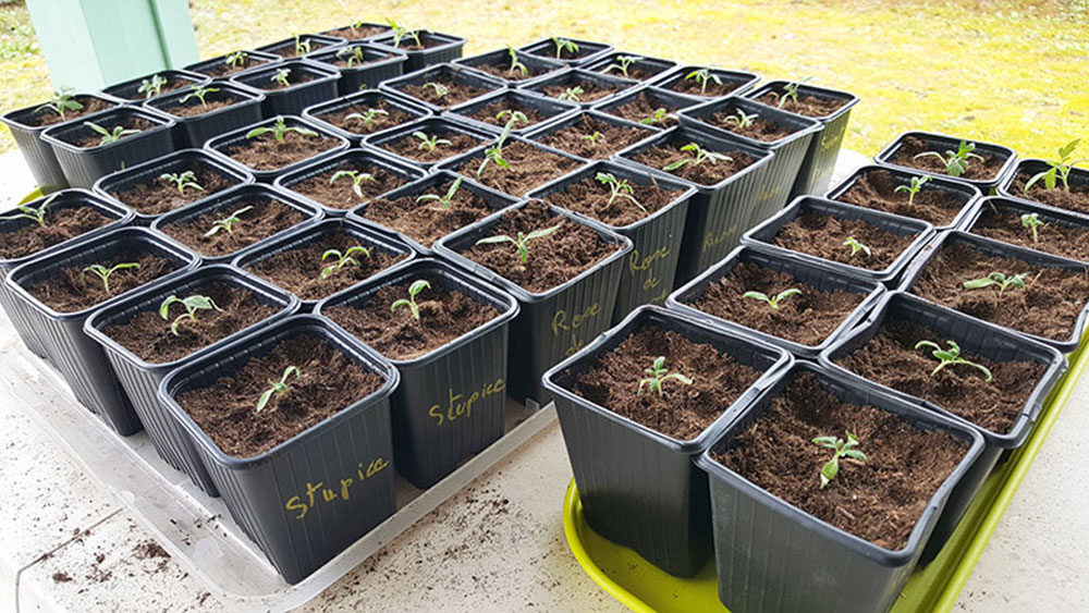 repiquer tomates jardin potager bio
