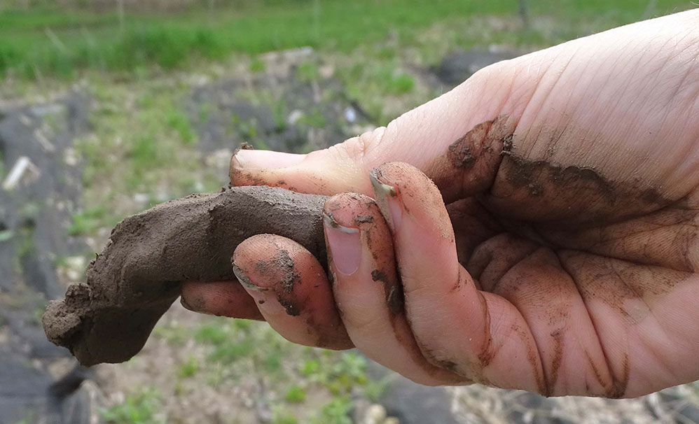 test boudin jardin potager bio