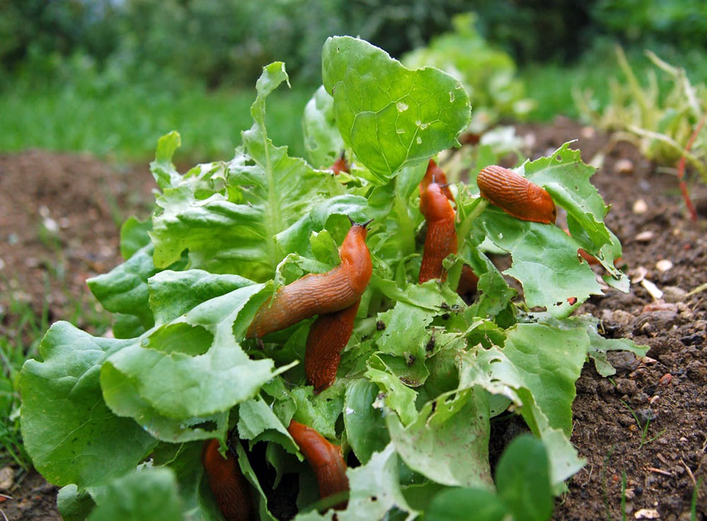 Petit Potager Limaces 1