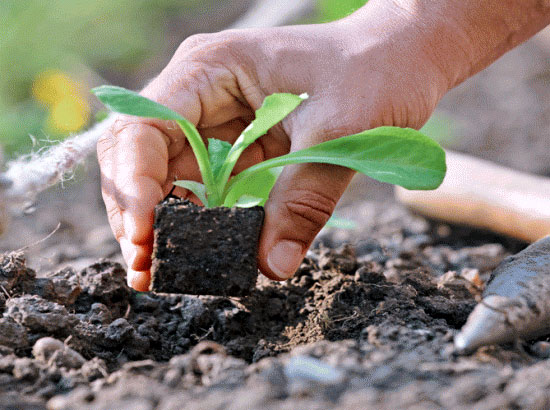 Petit Potager Planter