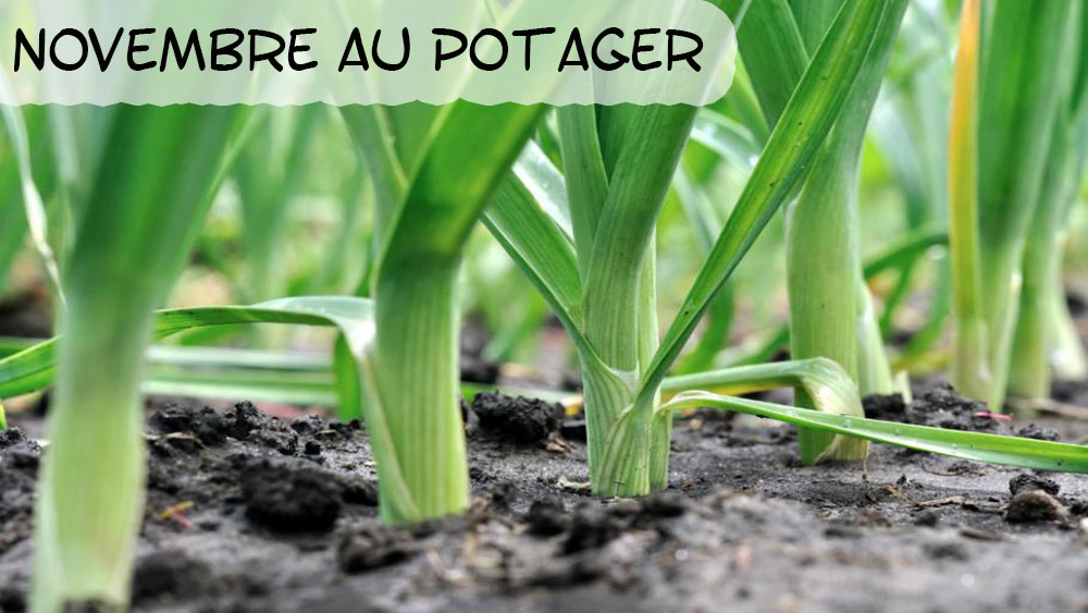 Petit Potager mois novembre planter semer recolter