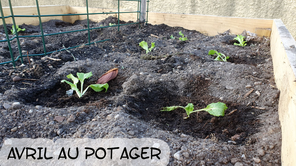 Petit Potager mois avril planter semer recolter