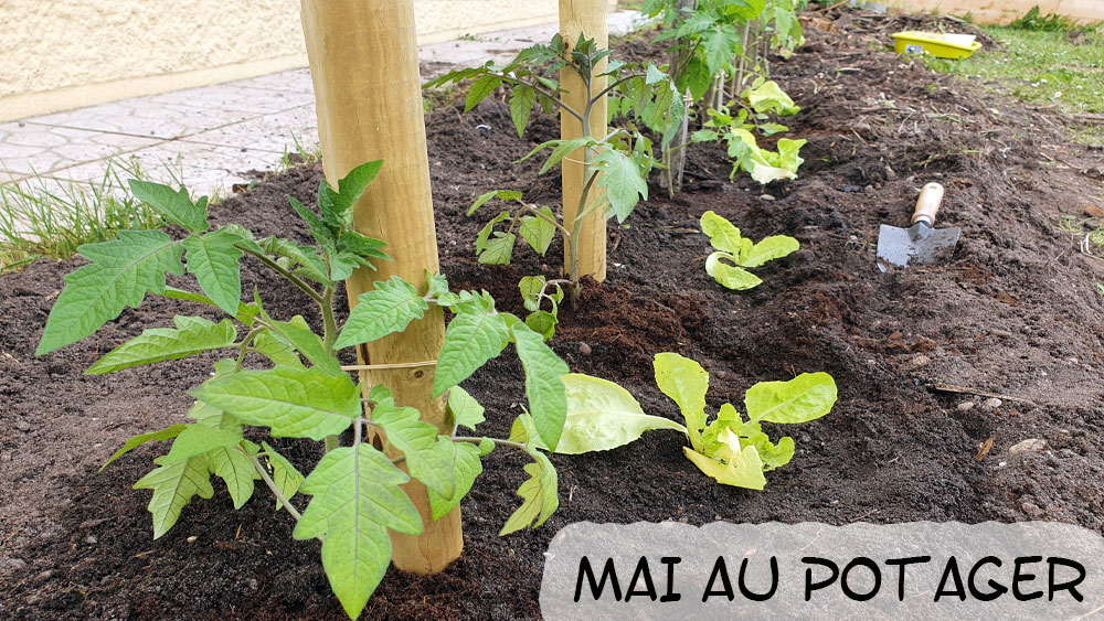 Petit Potager mois avril planter semer recolter