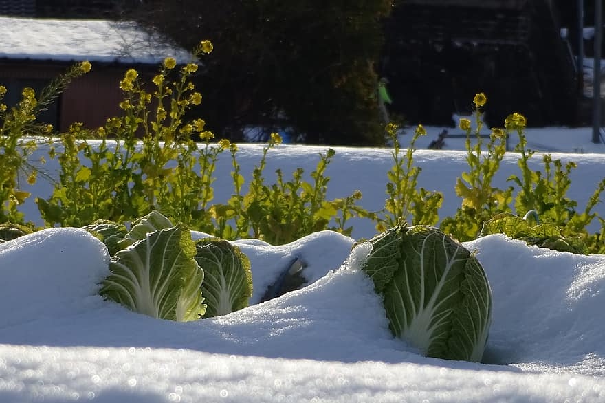 neige petit potager