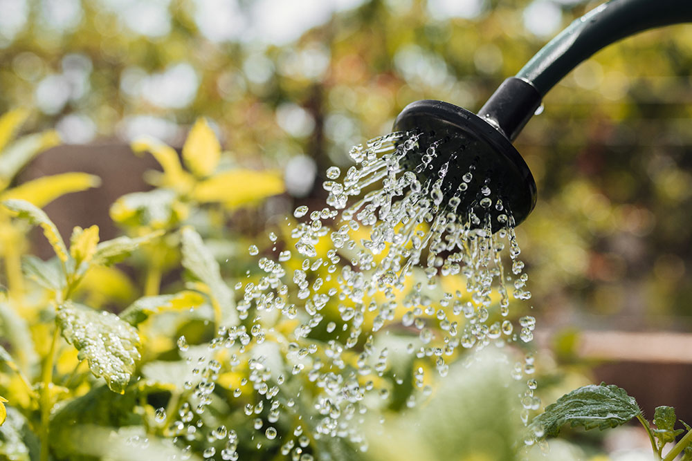 petit potager arrosage