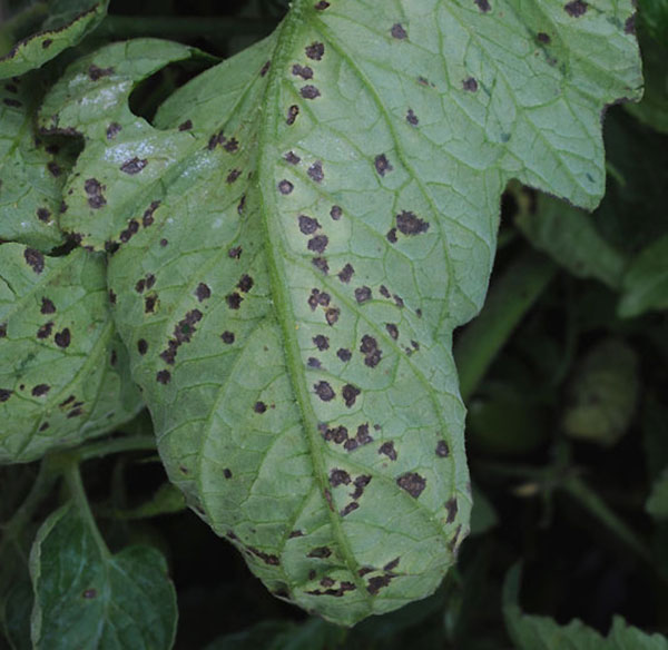 petit potager bacteriose