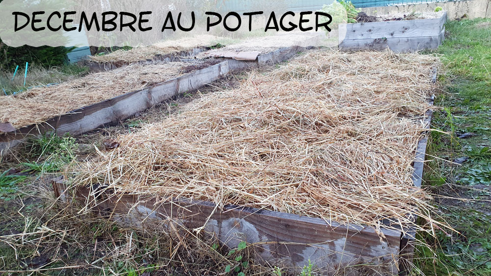 Petit Potager mois novembre planter semer recolter