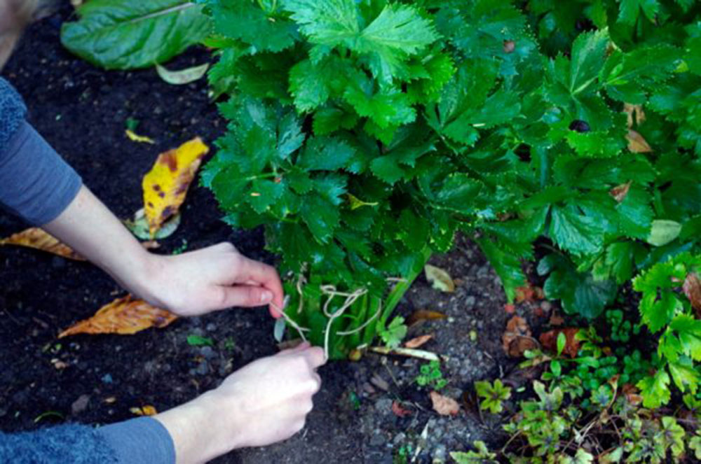 petit potager blanchir