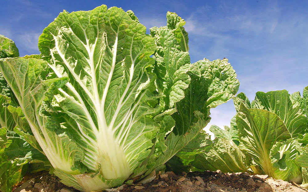 petit potager chou chinois