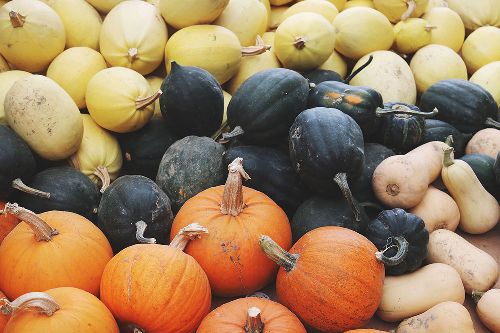 petit potager courge