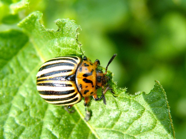 petit potager doryphore