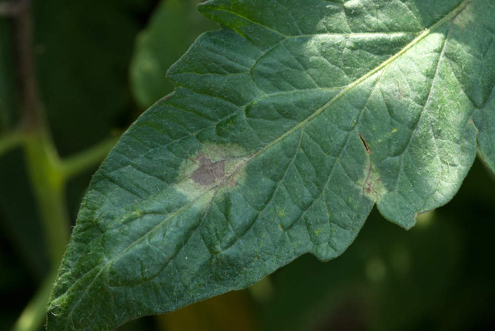 petit potager maladie mildiou