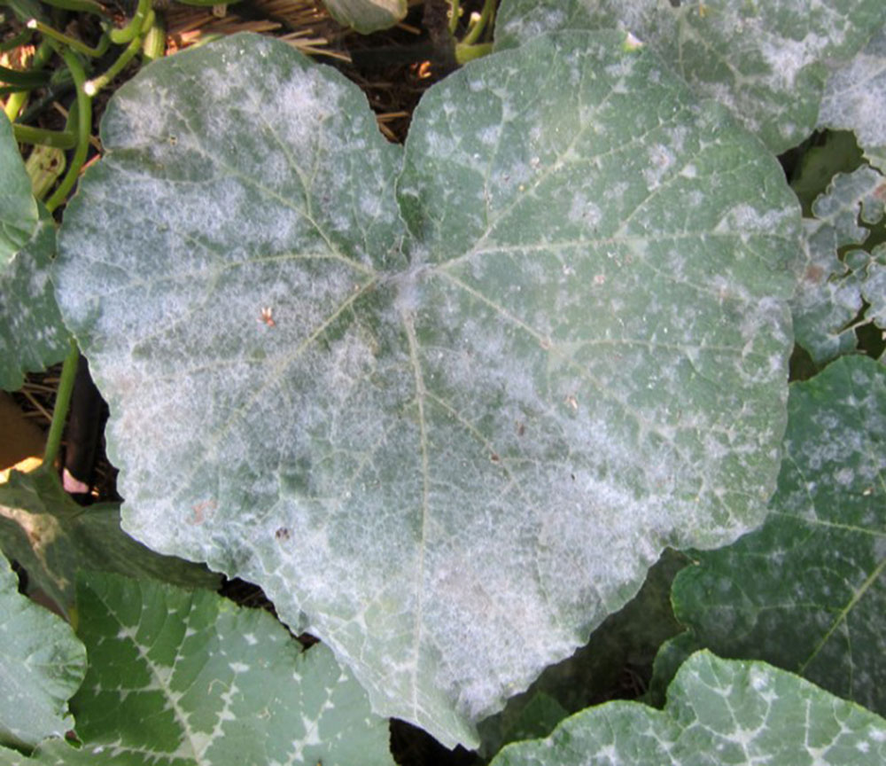 petit potager maladie oïdium