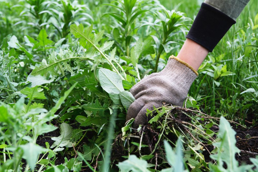 petit potager mauvaise herbes