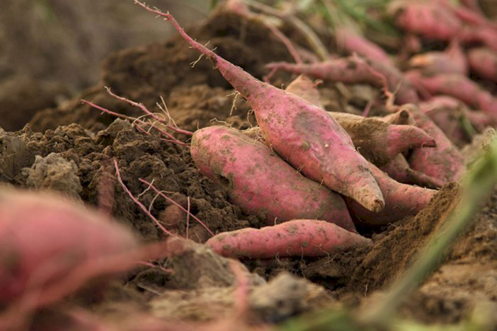 petit potager patate douce