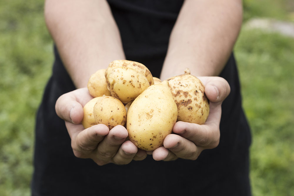 petit potager pomme de terre