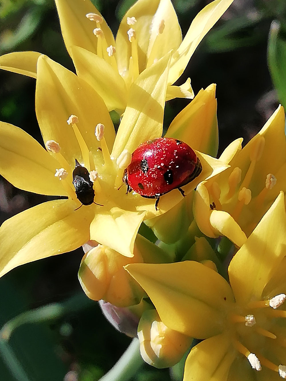 concours photo potapotes petit potager bio