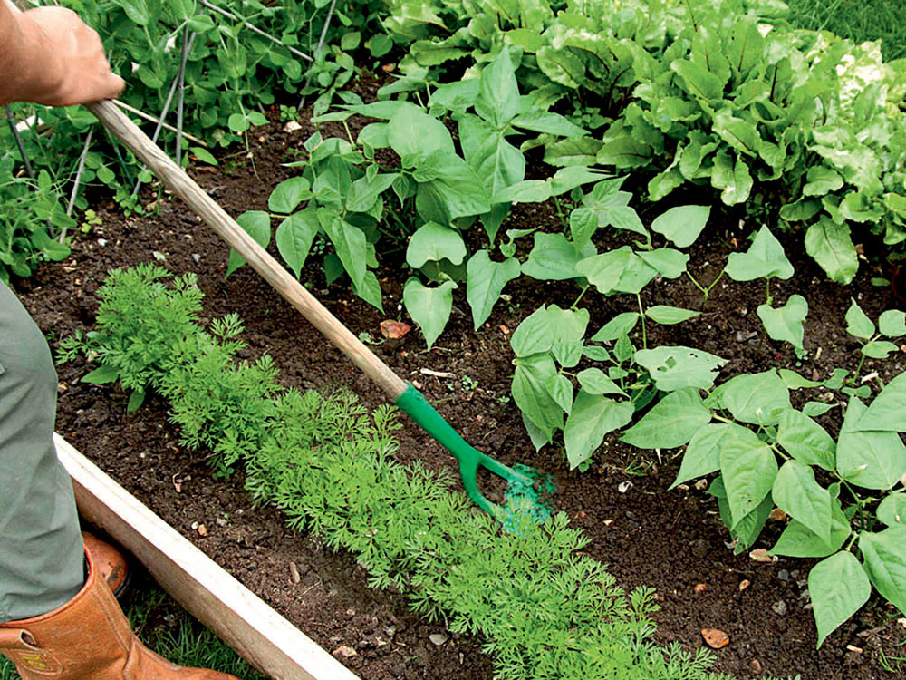 mauvaises herbes outil petit potager bio 