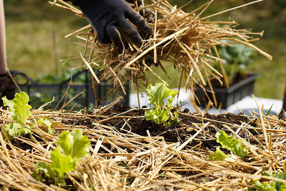 petit potager mulch paillage